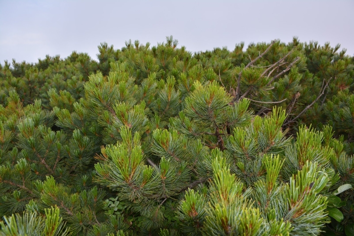 Pinus sylvestris pelczar