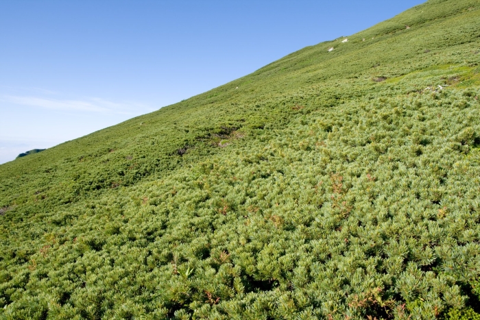 Сосна кедровый стланик