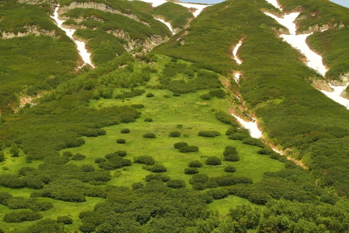 Лиственничный лес камчатка