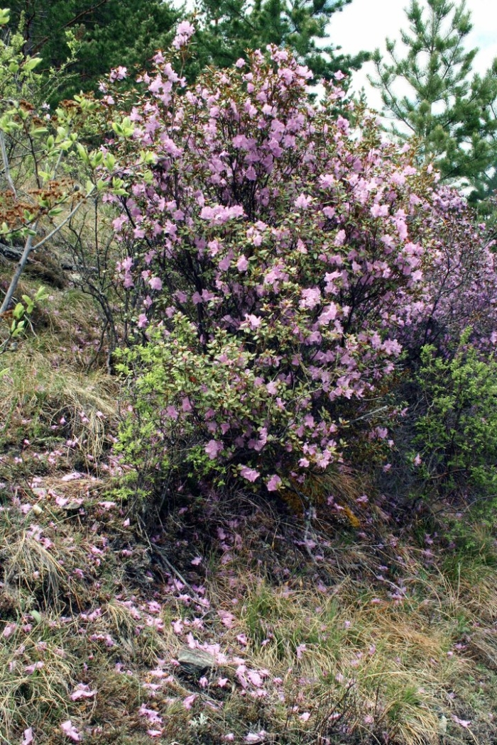 Рододендрона ледебура