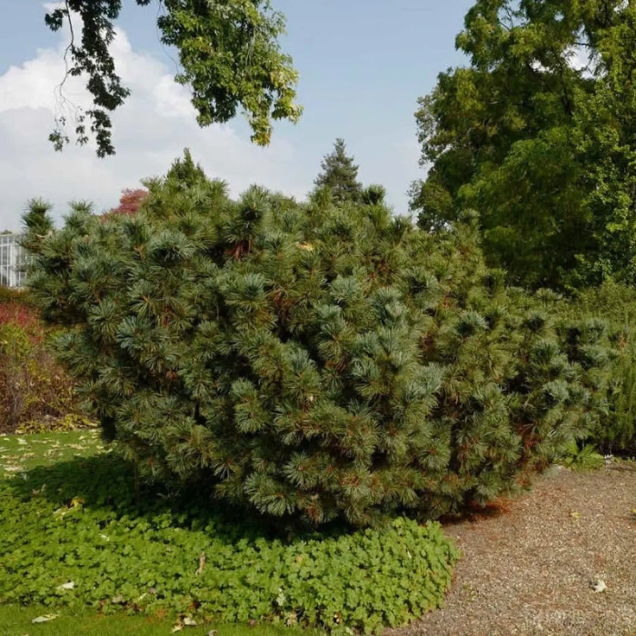 Кедровый стланик (pinus pumila)