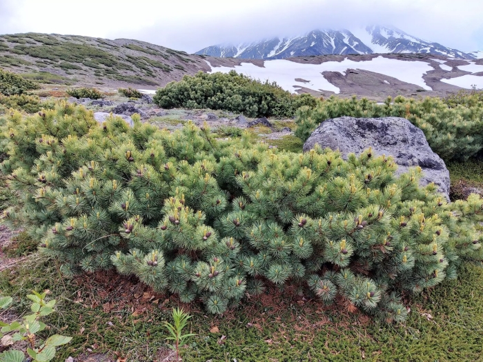 Кедровый стланик магадан