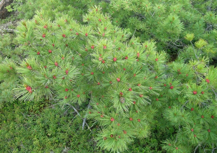 Кедровый стланик