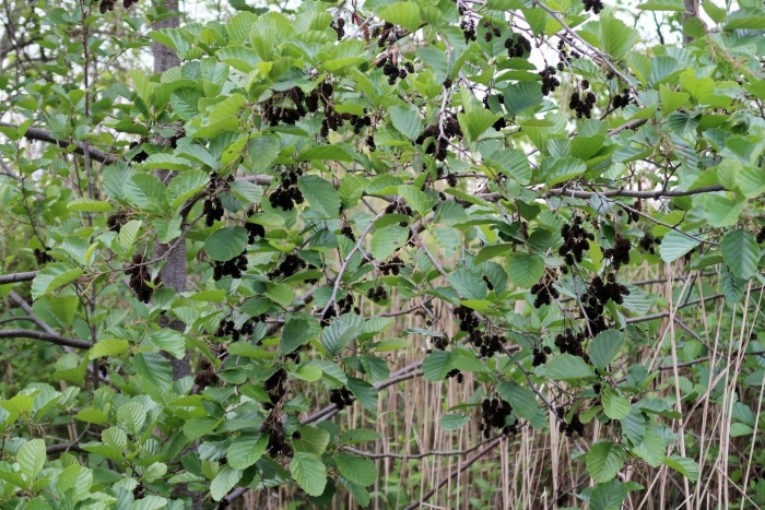 Ольха кустарник