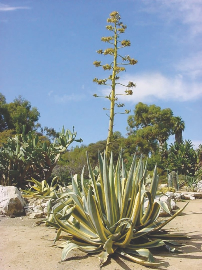 Агава растение цветение