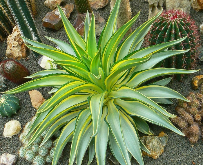 Агава потаторум вариегата