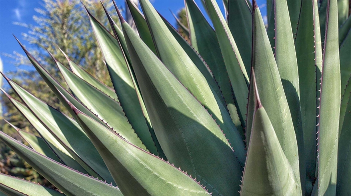 Агава сдвоенноцветковая