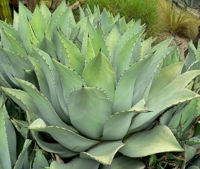 Agave guiengola