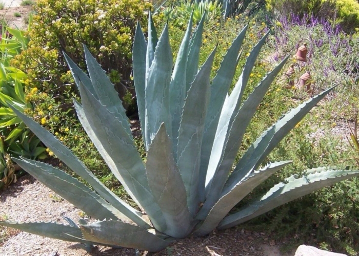 Агава американская