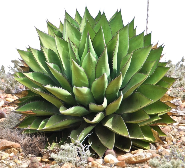 Agave ghiesbreghtii