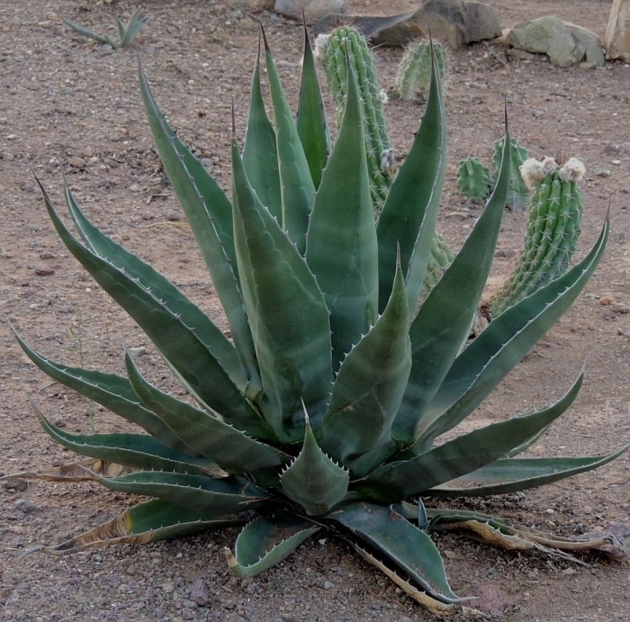 Агава мексиканская