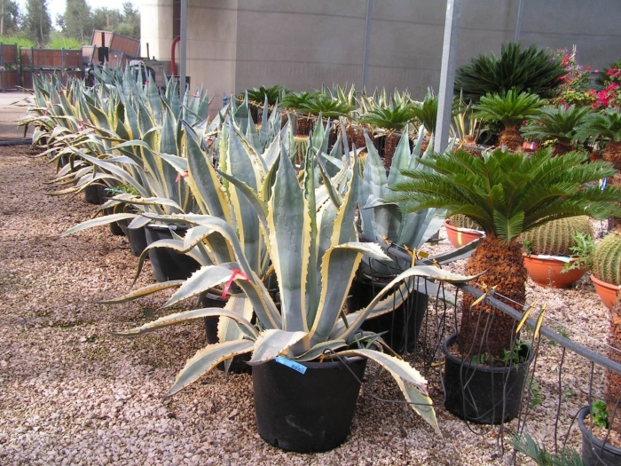 Агава американская комнатное растение