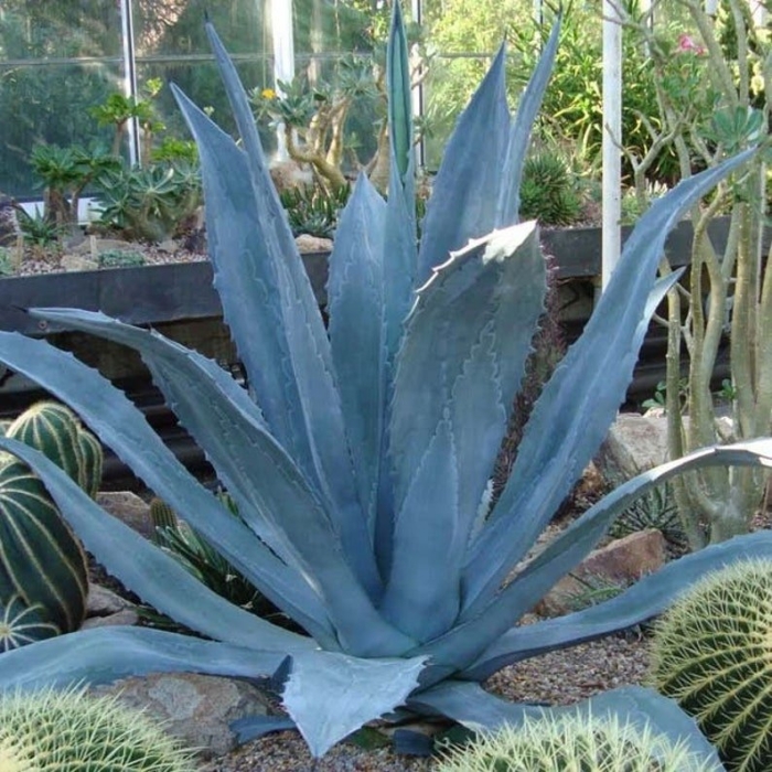 Агава американская (agave americana)