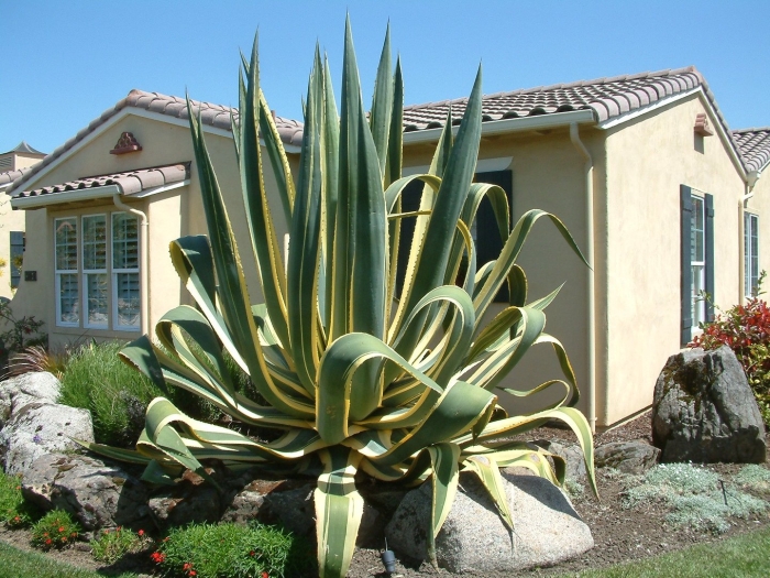 Agave americana 'marginata'