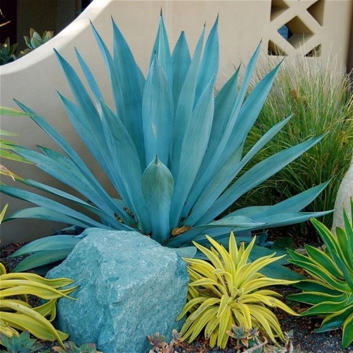 Агава растение текила