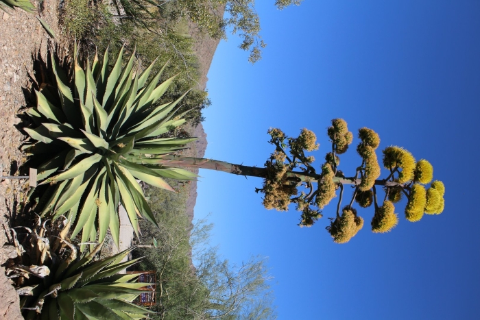 Цветение агавы
