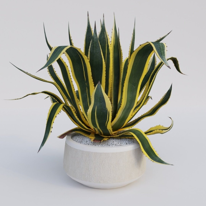 Агава растение комнатное