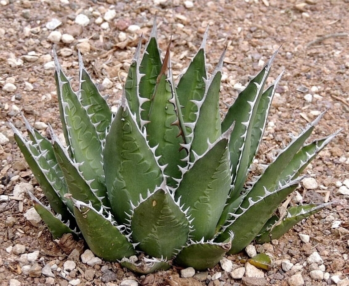 Агава хоррида