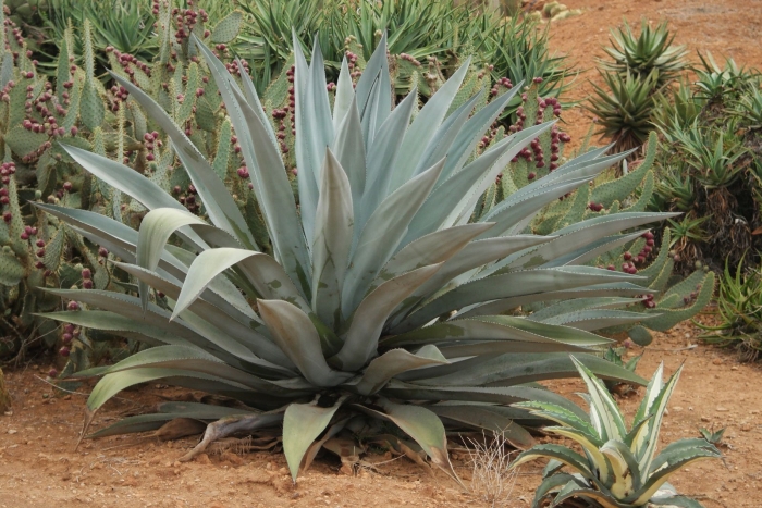 Agave americana var franzosinii