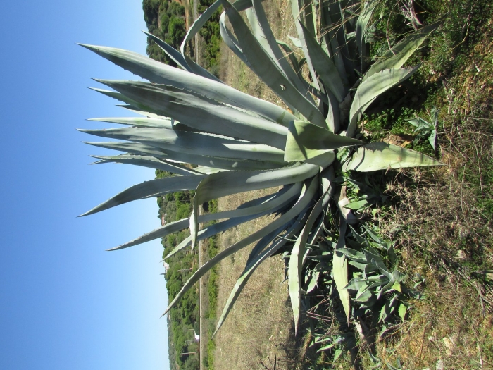 Агава в абхазии растение