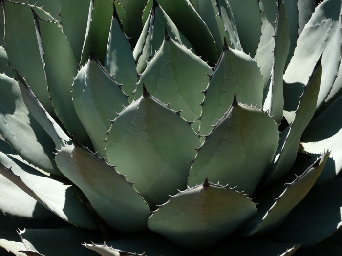 Agave cupreata