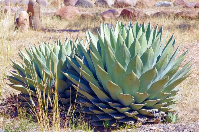 Agave parryi subsp neomexicana