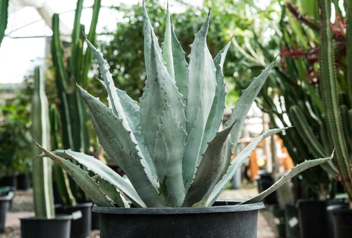 Агава комнатное растение