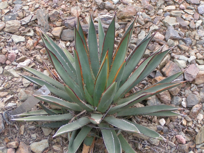 Agave xylonacantha