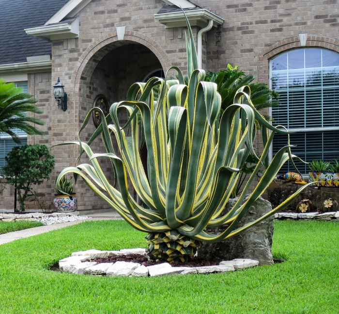 Agave americana var marginata