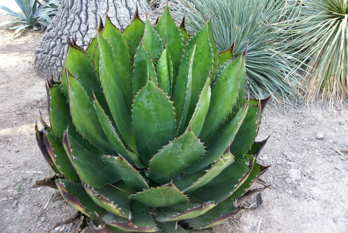 Agave chrysantha