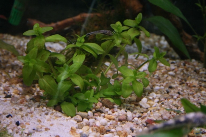 Бакопа австралийская аквариумное