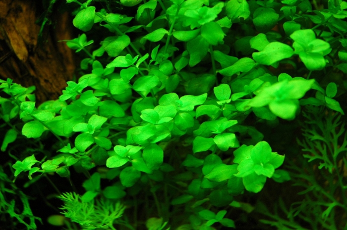 Бакопа аустралис