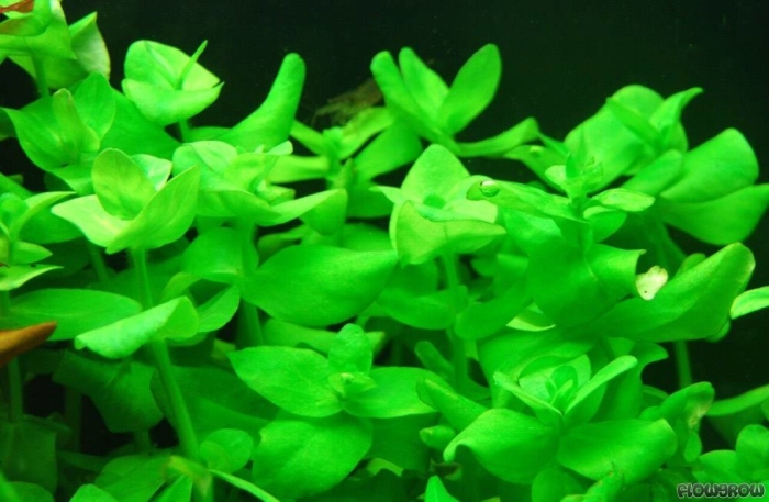 Бакопа каролинская аквариумная