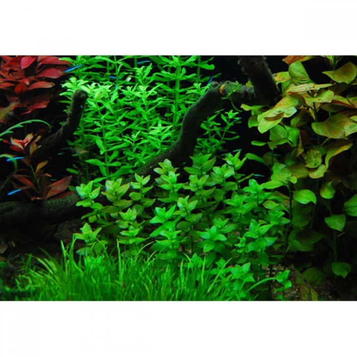 Бакопа монье аквариумное растение