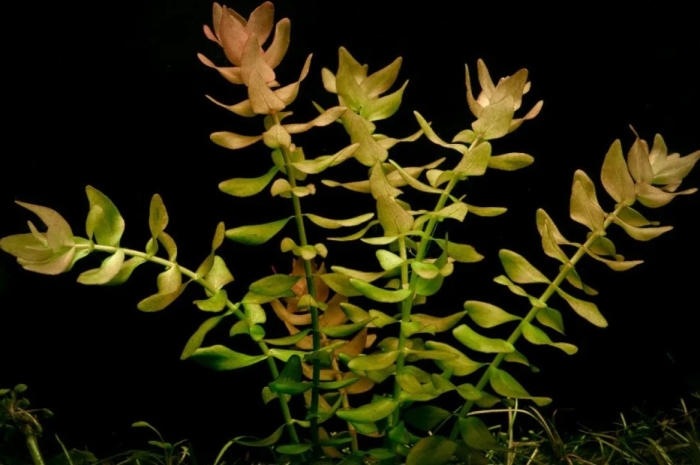 Бакопа каролинская аквариумное растение