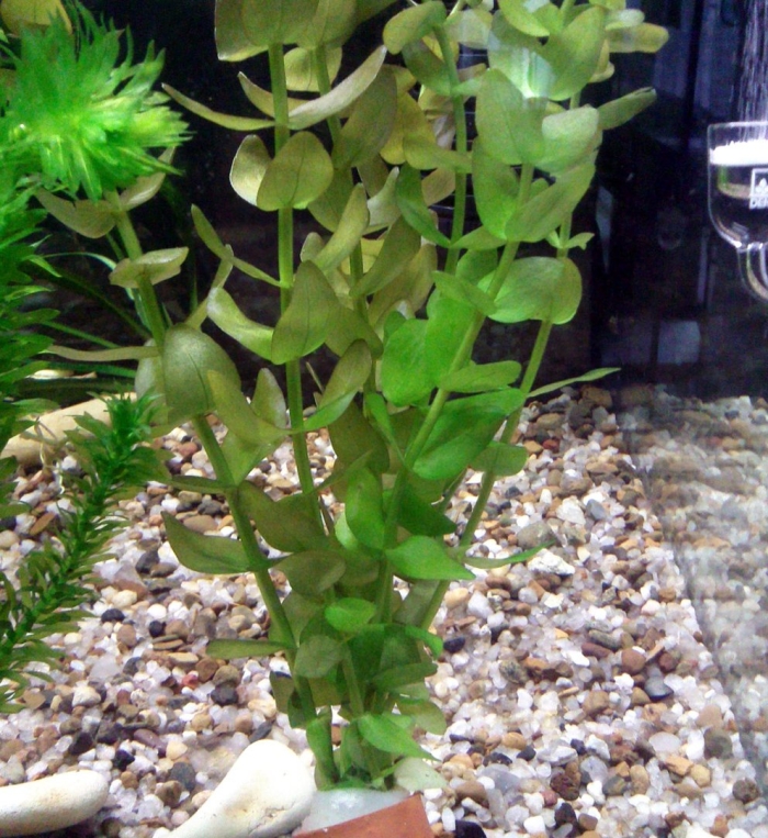 Бакопа каролинская