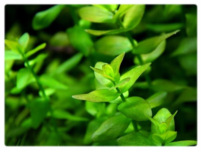 Бакопа каролинская