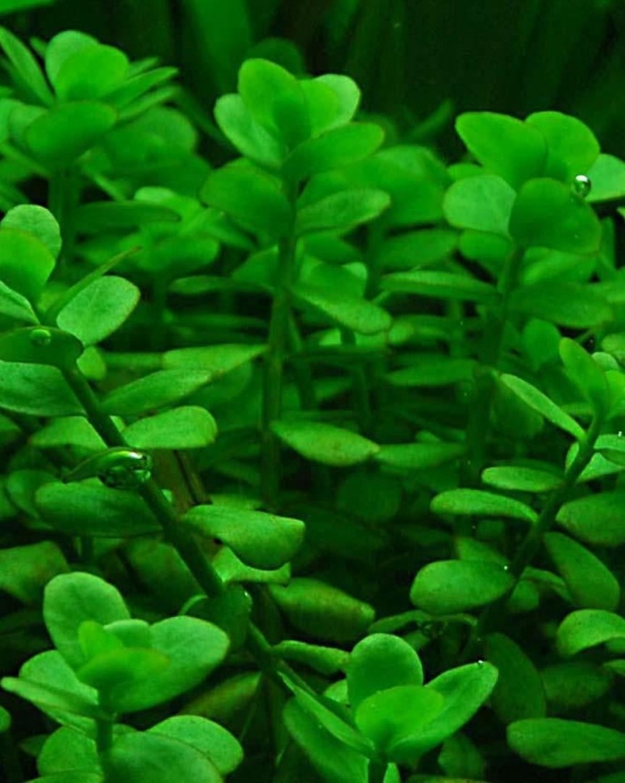 Бакопа монье