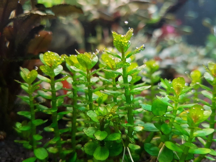 Бакопа монье аквариумное