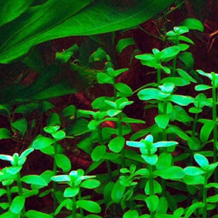 Бакопа каролинская аквариумное растение