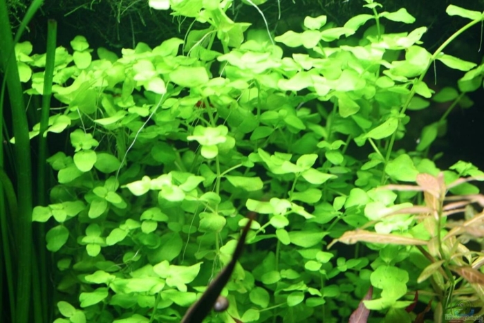 Бакопа австралийская