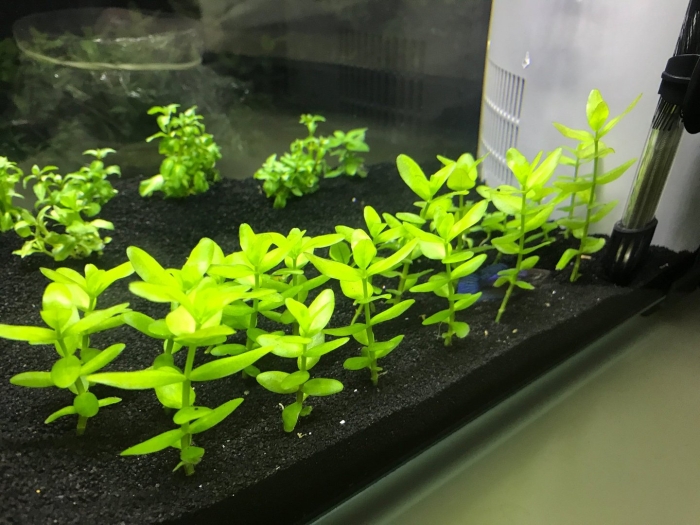 Бакопа каролинская