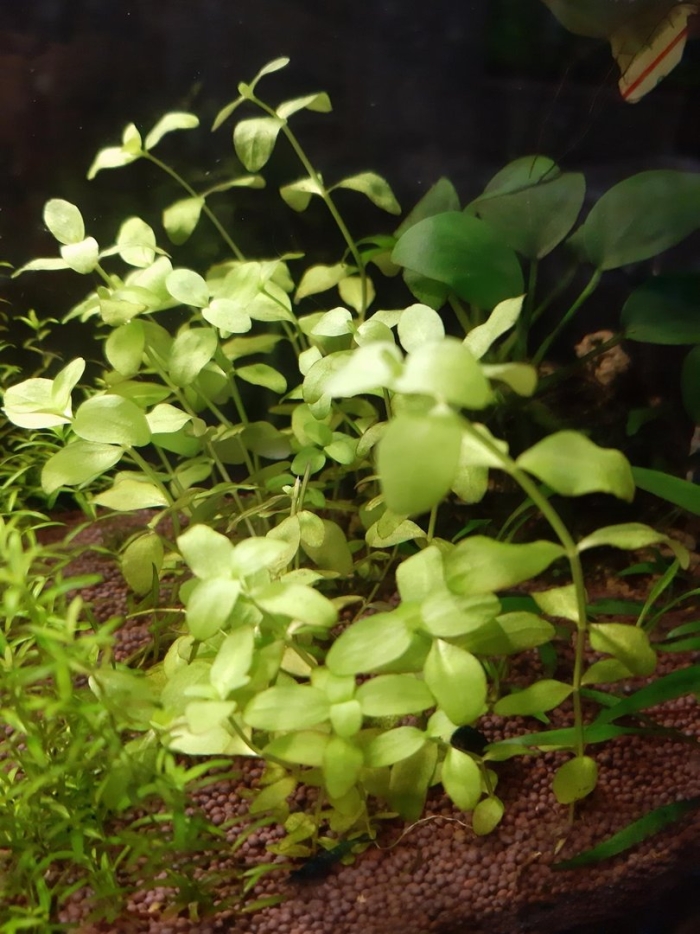 Бакопа каролинская аквариумная