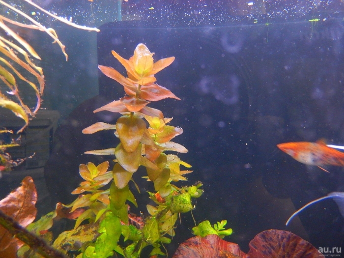 Бакопа каролинская аквариумная