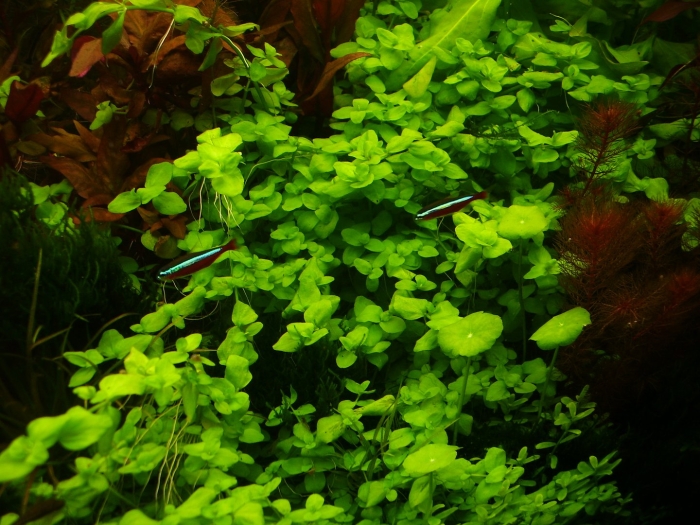 Бакопа австралийская (bacopa australis)