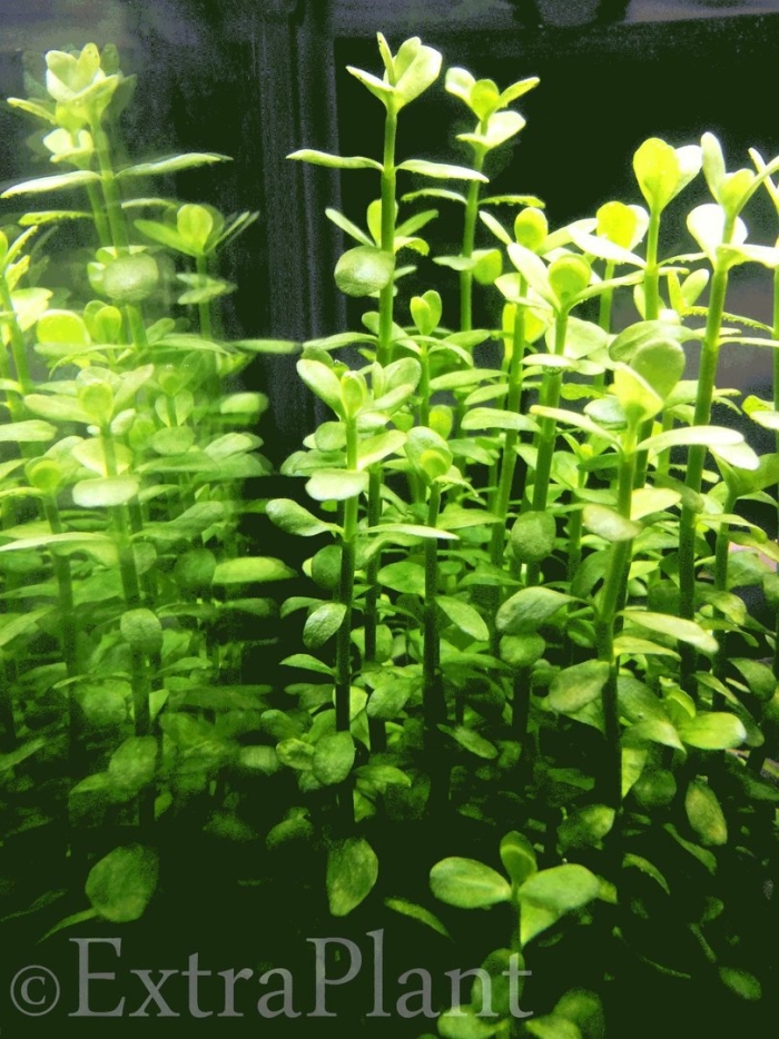 Хедиотис зальцмана аквариумное растение