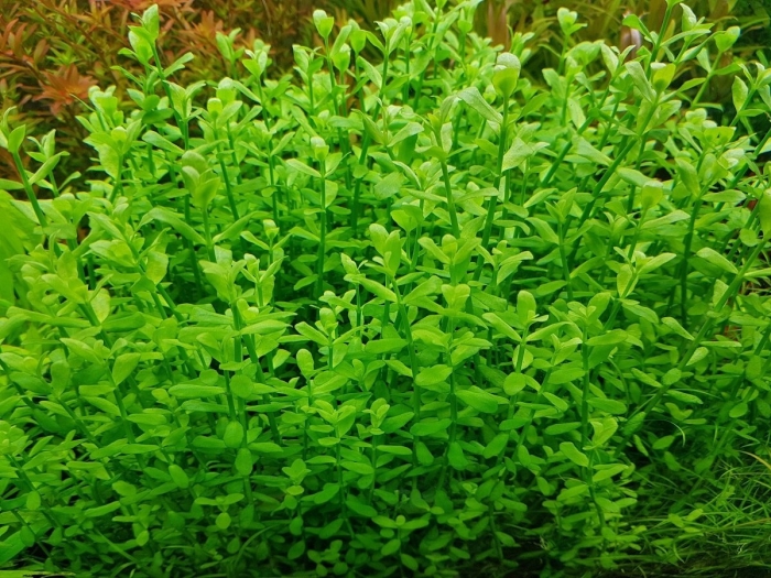 Бакопа монье