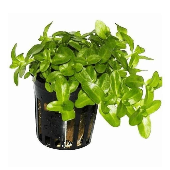 Бакопа амплексикаулис