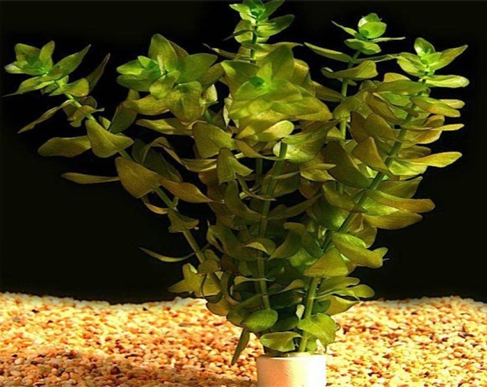 Бакопа каролинская