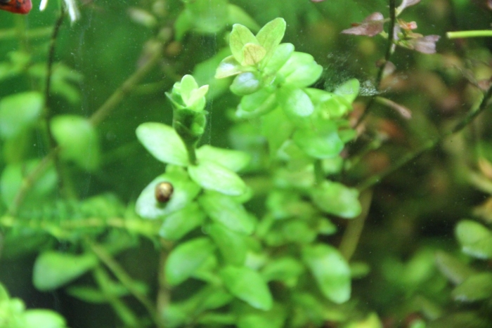 Бакопа каролинская аквариумное растение